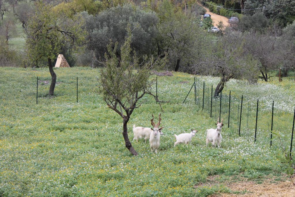 B&B Nettuno San Leone Dış mekan fotoğraf